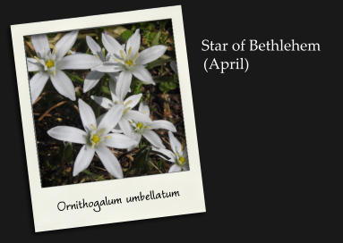 Star of Bethlehem(April) Ornithogalum umbellatum
