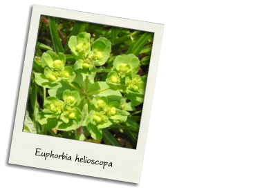 Sun spurge (April) Euphorbia helioscopa