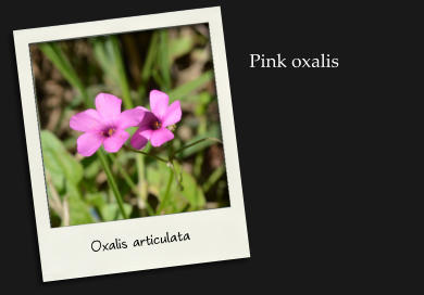 Oxalis articulata Pink oxalis