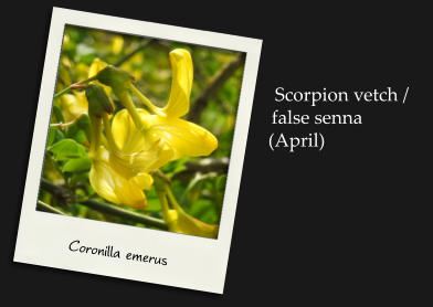 Scorpion vetch / false senna(April) Coronilla emerus