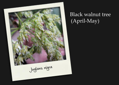 Black walnut tree(April-May) Juglans nigra