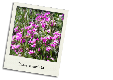 Pink Oxalis (April-May) Oxalis articulata