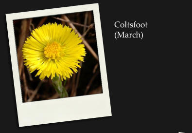 Coltsfoot(March)