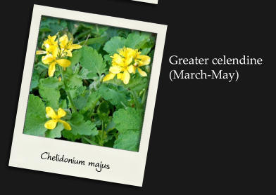 Chelidonium majus Greater celendine(March-May)
