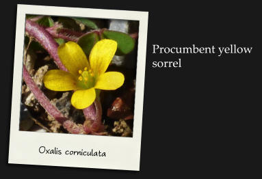 Oxalis corniculata Procumbent yellow sorrel