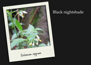 Solanum nigrum Black nightshade