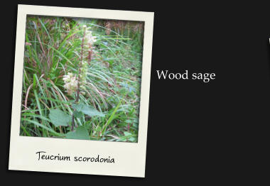 Teucrium scorodonia Wood sage
