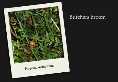Ruscus aculeatus Butchers broom