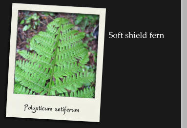 Polysticum setiferum Soft shield fern