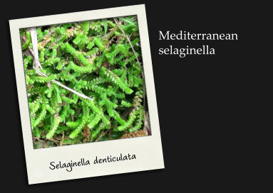 Selaginella denticulata Mediterranean selaginella