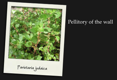 Parietaria judaica Pellitory of the wall
