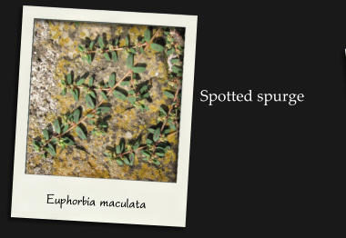 Euphorbia maculata Spotted spurge