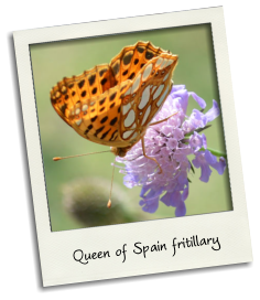 queen of spain fritillery